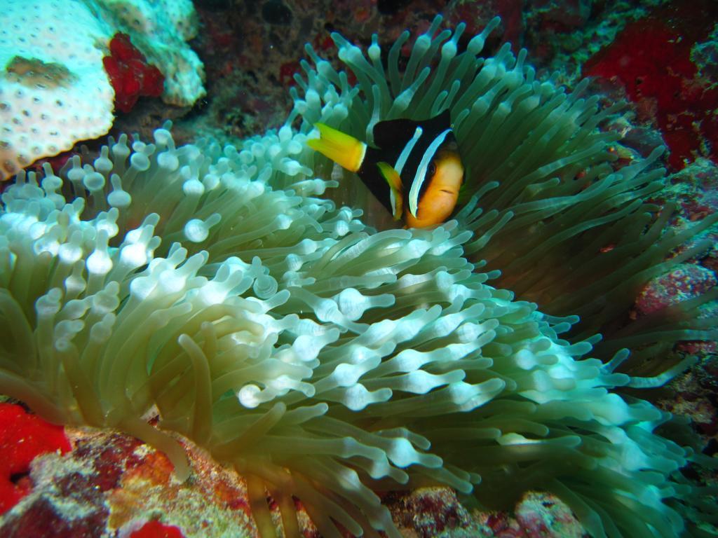 Marinabayvilla-Himandhoo Exteriör bild
