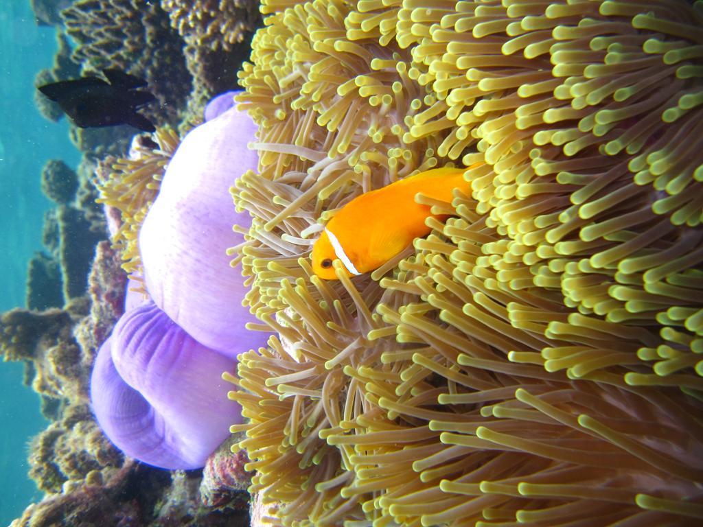 Marinabayvilla-Himandhoo Exteriör bild